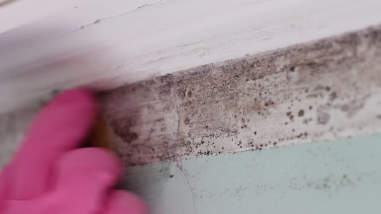 Best Real Estate Mold Inspection  in Niverville, NY